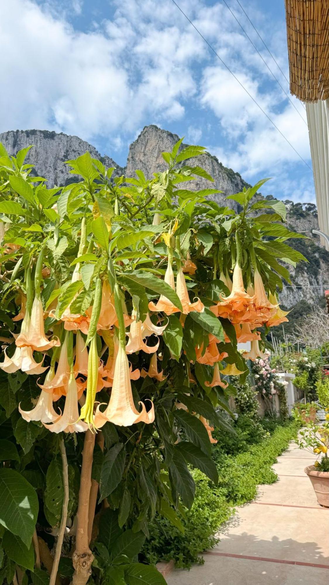 Il Cigno B&B Capri Exterior foto